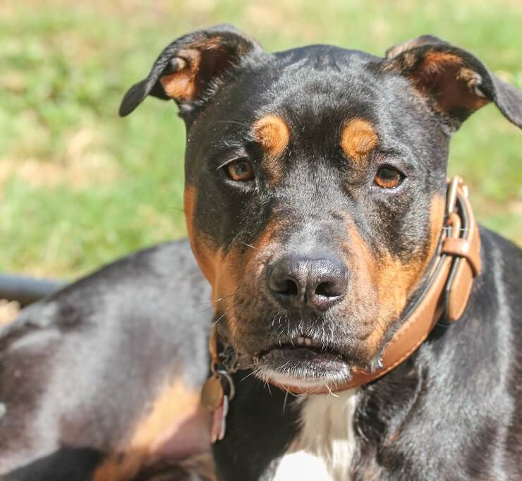 Rottweiler Pitbull Mix