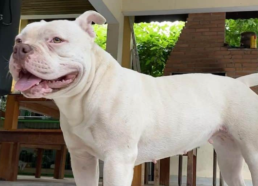 White Rhino Pitbull