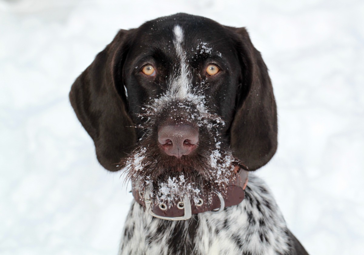 German Shorthaired Pointer