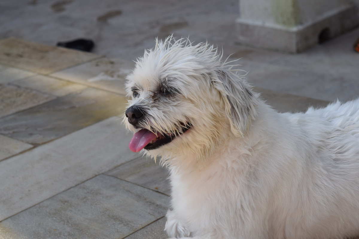 Dandie Dinmont Terrier