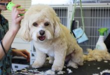 Teddy Bear Dog Haircut
