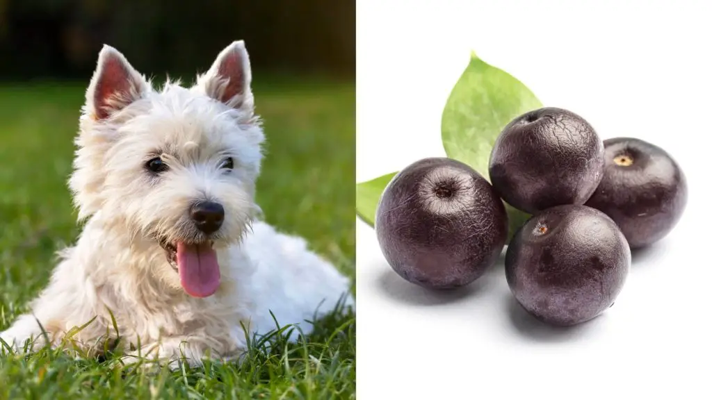 Can Acai Berries Harm Your Dog?