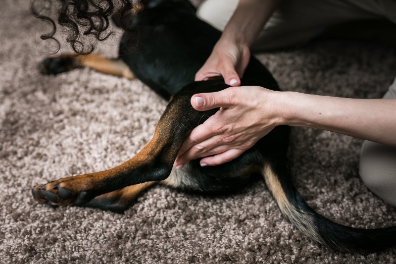 Can You Wrap A Dog'S Torn Acl?