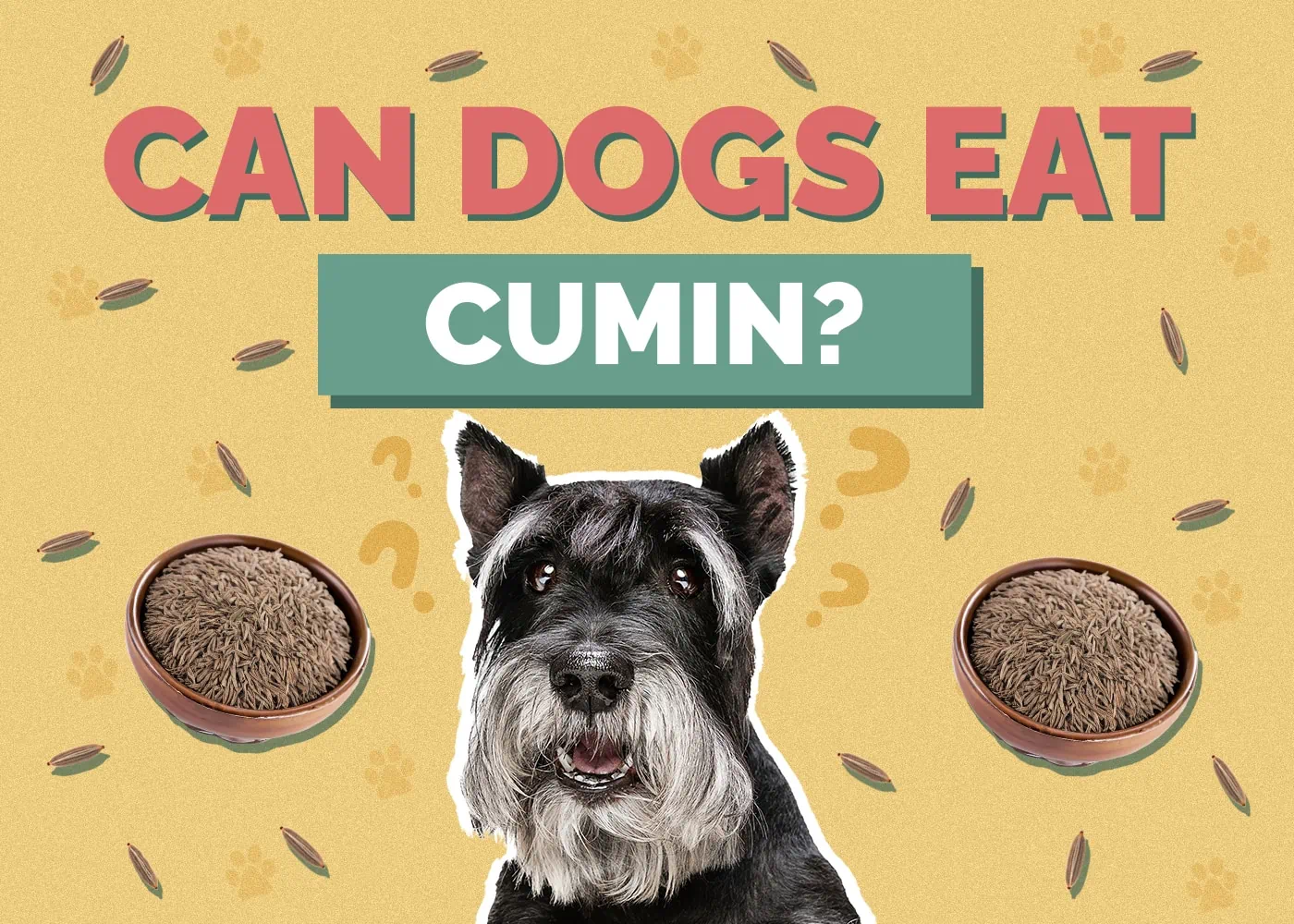 Can Dogs Eat Cumin? Vet-Approved Nutritional Info