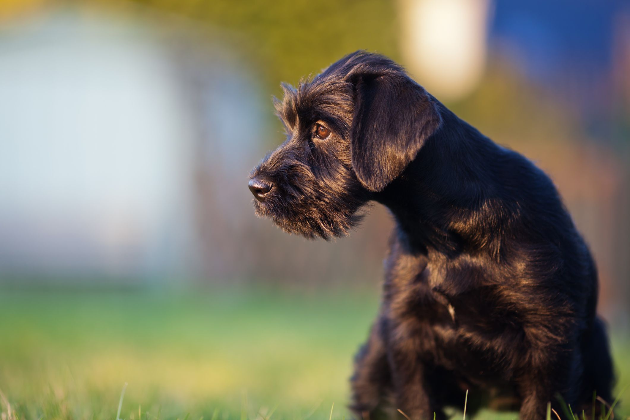 6 Reasons Why Schnauzers Are the Worst Dogs Black standard schnauzer puppy portrait