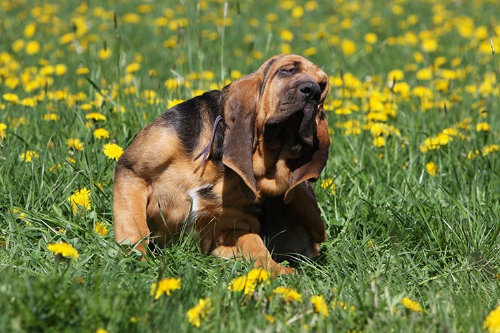 Bloodhound Puppy Scratching Body In The Field