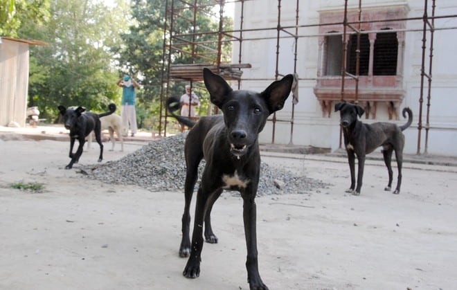 How Long Before A Stray Dog Is Legally Yours? Adoption of Dogs