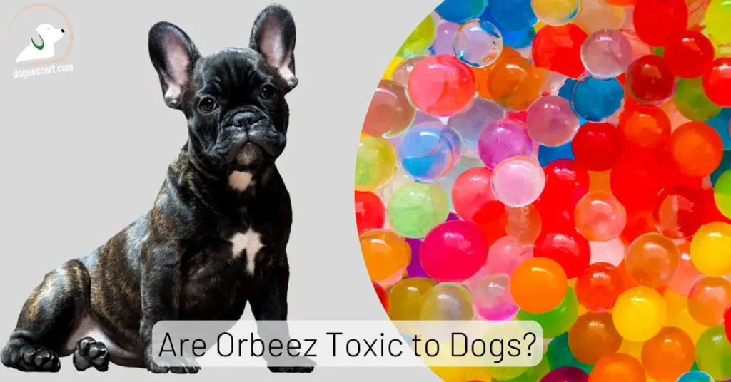 Are Orbeez Bad For Dogs