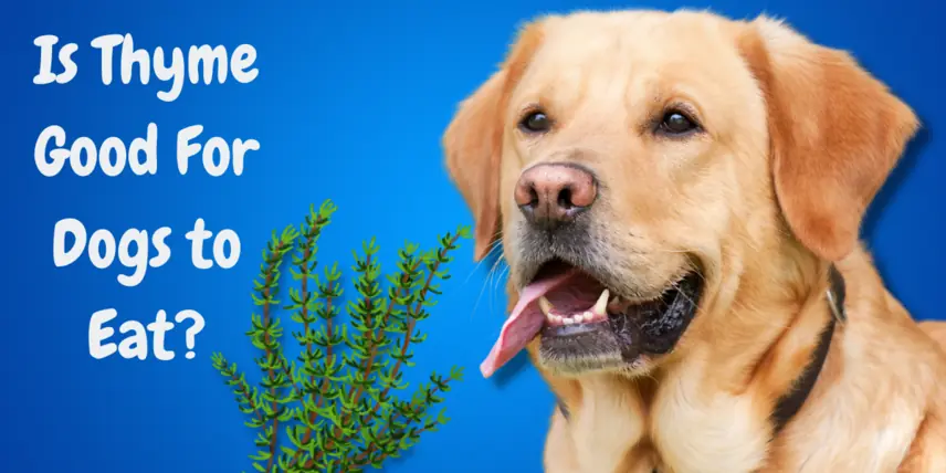 Is Thyme Good For Dogs To Eat?
