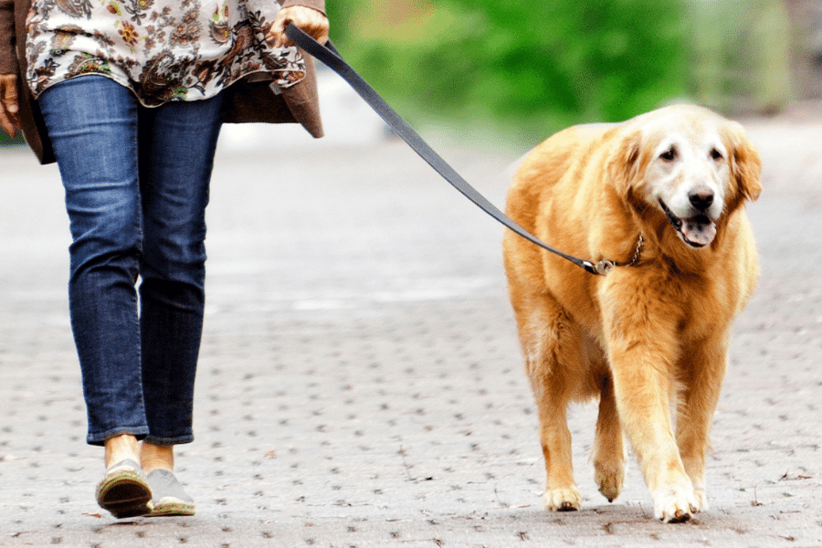 Older Dog Walking Sideways