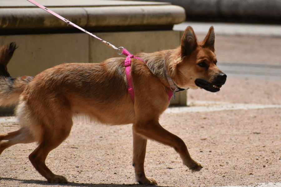 Dog On Leash Walking Sideways