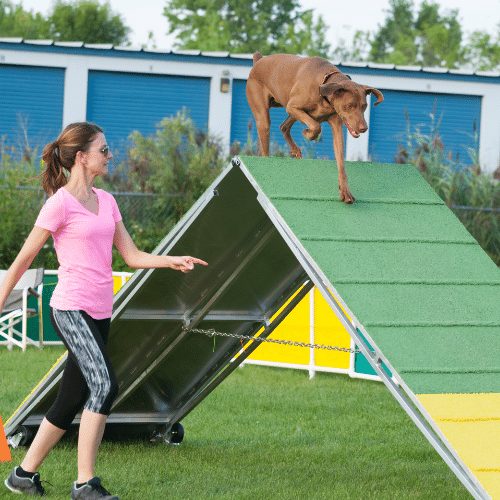 The A-Frame in Dog Agility training with hunting dog