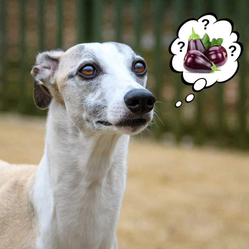 Whippet Dog Wondering About Eggplant