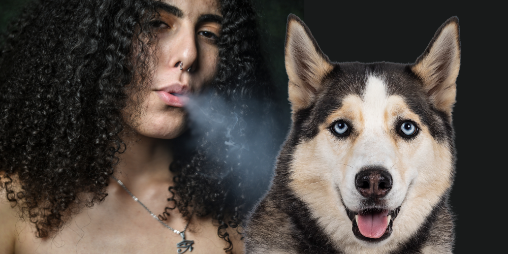 Can Dogs Get High from Blowing Smoke in Their Ears? Can Dogs Get High from Blowing Smoke in Their Ears article featured image
