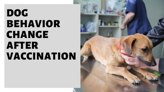 Dog Behavior Change After Vaccination