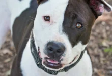 Australian Cattle Dog Pitbull Mix: A Guide to the Pit Heeler