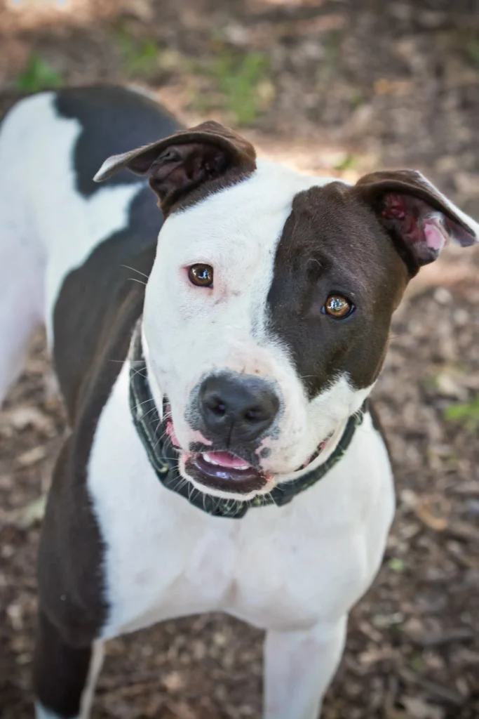 Australian Cattle Dog Pitbull Mix: A Guide to the Pit Heeler ...