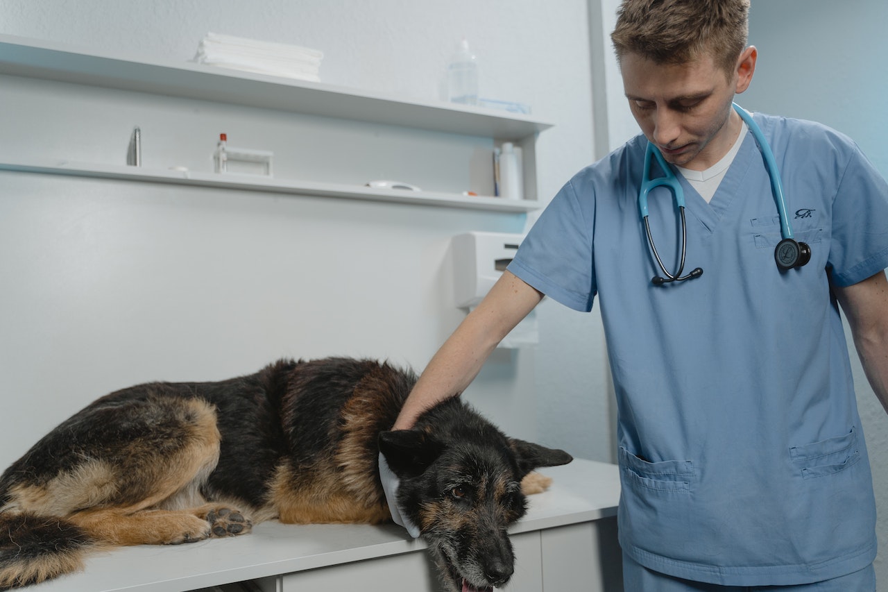 A Man In Blue Scrub Suit Holding A Black And Brown German Shepherd