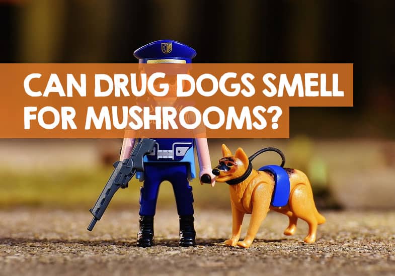 Can Drug Dogs Smell Mushrooms