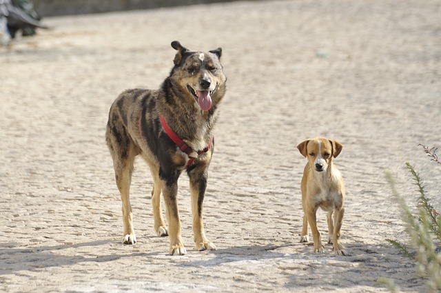 How Long Before A Stray Dog Is Legally Yours?